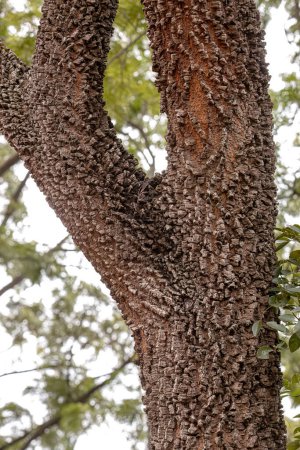 Photo for Textured trunk of angiosperm tree with selective focus - Royalty Free Image