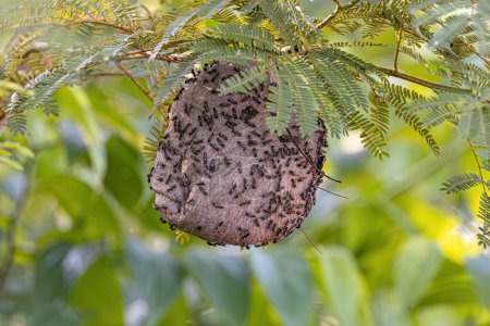Nest von Langwedelwespen der Untergattung Myrapetra