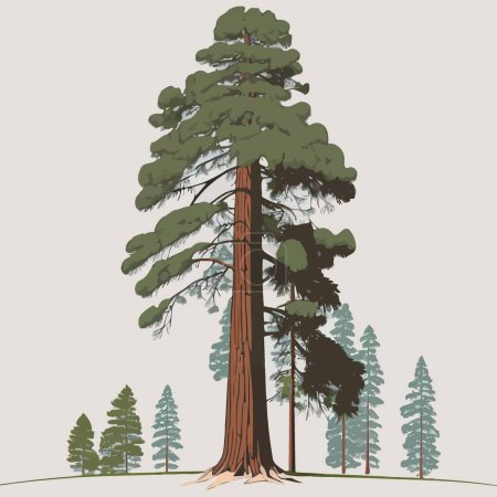 Téléchargez les photos : Illustration of an adult giant sequoia tree in a redwood forest - en image libre de droit