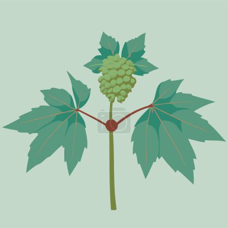 Illustration for Castor Bean angiosperm plant of the species Ricinus communis with leaves and fruits minimalist vector illustration - Royalty Free Image