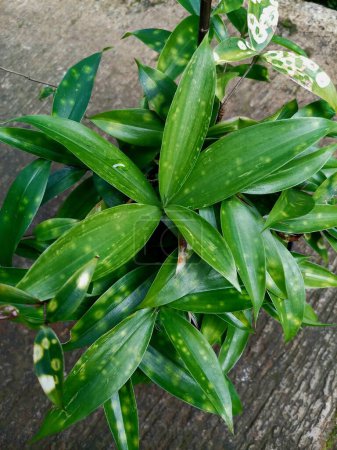 Foto de Planta ornamental Dracaena Sanderiana hojas verdes con ligeras manchas amarillas, tomadas desde un ángulo alto por la mañana - Imagen libre de derechos