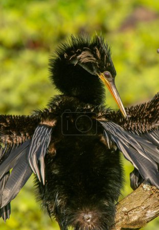 Photo for A fascinationg looking Anhinga found on the edge of a Florida wetland with wings spread out drying while preening its feathers. - Royalty Free Image