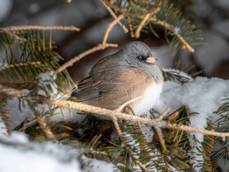 Photo for A cute Pink-sided race of the Dark-eyed Junco perches securely amidst the branches of a spruce tree during a Colorado winter storm. - Royalty Free Image