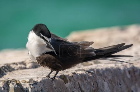 Photo for A beautiful oceanic bird called a Bridled Tern poses nicely on a stone wall on an island in the Florida keys. - Royalty Free Image