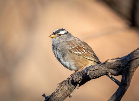 A White-crowned Sparrow perches on a branch on the edge of a Texas woodland.