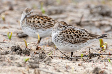 Photo for A beautiful shorebird called a White-rumped Sandpiper resting among a small group encountered in a wetland in the Front Range of Colorado. - Royalty Free Image