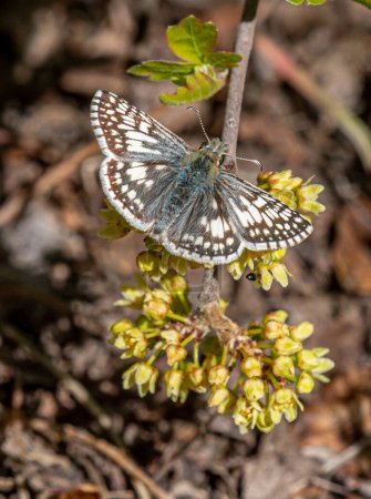 Photo for A beautiful Common Checkered-Skipper lands on some vegetation along a trail through a Colorado woodland. - Royalty Free Image