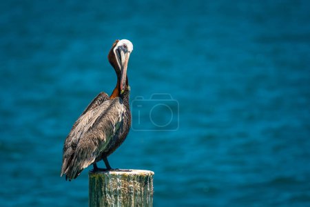 Photo for A Brown Pelican preens between feeding forays off the shore of Fort Jefferson in the Dry Tortugas, Florida. - Royalty Free Image