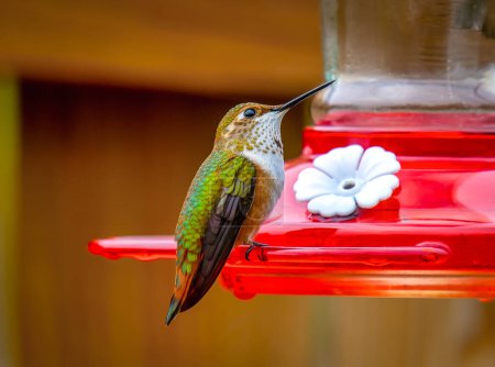 Ein Kolibri-Weibchen isst auf etwas Zuckerwasser, das ihr in einem Hinterhof in Colorado zur Verfügung gestellt wird.