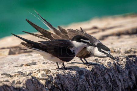 Photo for A beautiful pair of Bridled Terns standing on a rock wall in the Dry Tortugas off the Florida coast. - Royalty Free Image