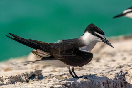 Photo for A lone Bridled Tern stands on a rock wall ever watchful of danger in the Dry Tortugas off the  Florida coast. - Royalty Free Image