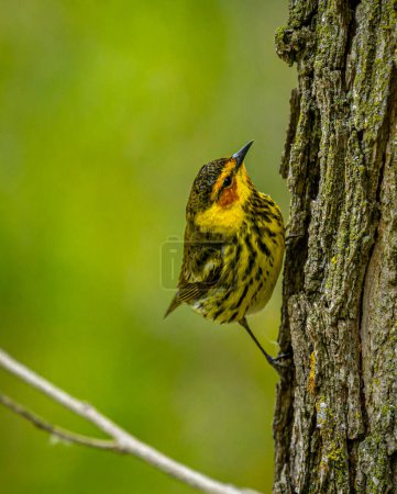 Foto de Un hermoso borracho macho de Cape May capturado buscando insectos en la áspera corteza de un árbol en un bosque de Wisconsin. - Imagen libre de derechos