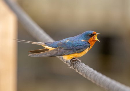 Photo for A beautiful Barn Swallow calls out emphatically as it perches on a rope across a wetland boardwalk. - Royalty Free Image
