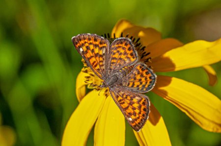 Una hermosa mariposa que se encuentra a lo largo de la gama frontal de Colorado, el Nais Metalmark, visto aquí nectaring en una flor del bosque.