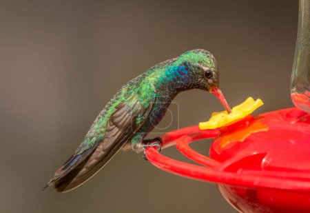 Photo for A beautiful and brightly colored male Broad-billed Hummingbird taking a sip of sugar water from a feeder in southern Arizona. - Royalty Free Image