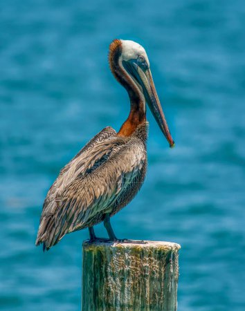 Photo for Photograph of a Brown Pelican chilling out on an old post off the Florida coast. - Royalty Free Image