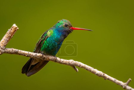 Photo for A beautiful and brightly colored male Broad-billed Hummingbird perched on a small twig as it surveys a feeding station in the southeast Arizona Santa Rita Mountains. - Royalty Free Image