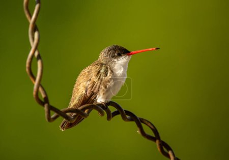 Photo for Photograph of a tiny Violet-crowned Hummingbird perched and on alert for other hummingbirds attempting to invade its food supply. - Royalty Free Image