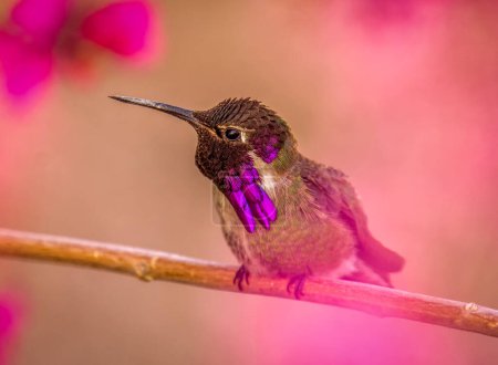 A beautiful male Costa's Hummingbird photographed while perched among vibrant flowers in a southern Arizona garden.