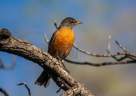 Un beau Robin américain repose sur une perche dans une forêt du Colorado au printemps alors qu'il cherche à établir un territoire de nidification.