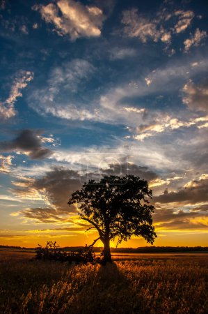 Photo for A beautiful view as the sun sets on the western horizon behind a stately oak tree in the midst of an agricultural field in Wisconsin. - Royalty Free Image