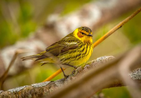 Photo for A beautiful male Cape May Warbler in full breeding splendor rests on a branch as it migrates through the midwest enroute to its northwoods breeding grounds. - Royalty Free Image