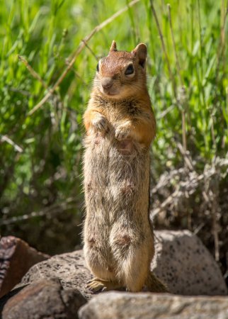 Photo for A female Golden-mantled Ground Squirrel stands high on a rock as its young ones explore the world a short distance away in the Colorado Rocky Mountains. - Royalty Free Image