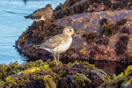 Photo for A fall plumaged Black-bellied Plover captured foraging on the shoreline rocks on California's Pacific coast. - Royalty Free Image