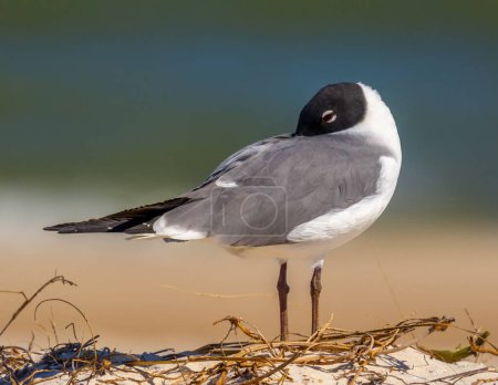 Photo for A beautiful Laughing Gull relaxing on a St. George's Island beach in Florida. - Royalty Free Image