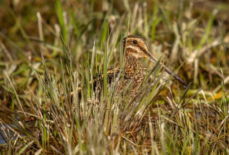 Photo for A Wilson's Snipe photographed attempting to hide among the spring time grasses of an irrigated Colorado field. - Royalty Free Image