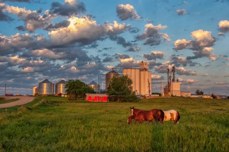 Photo for Beautiful photograph during the last hour of daylight of a trio of horses in front of grain elevators in a small South Dakota town. - Royalty Free Image
