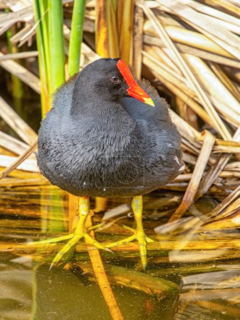 Photo for A beautiful Common Gallinule stands on the edge of the vegetation in a south Texas wetland. - Royalty Free Image