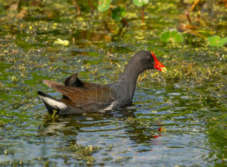Photo for A beautiful Common Gallinule with its bright red bill forages for food in a south Florida wetland complex. - Royalty Free Image