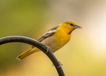 Photo for A young male Bullock's Oriole perches on a shepherds hook stand as it comes in to a Colorado bird feeding station. - Royalty Free Image