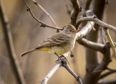 A rather drab looking Northern beardless tyrannulet perched in a tree of a southern Arizona canyon.