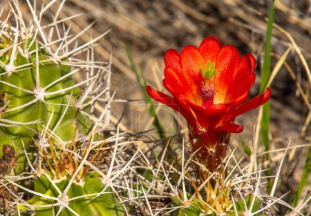 Photo for A beautiful and vibrant Claret-cup cactus sending a single bloom up in the arid landscape of the Colorado Front Range. - Royalty Free Image