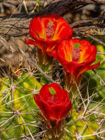 Photo for A beautiful trio of vibrant red flowers emerging from a Claret-cup Cactus in the arid Colorado Front Range landscape. - Royalty Free Image