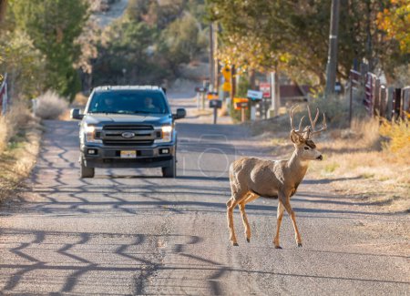 Foto de Un joven buck vagando por ahí buscando hace, cruza la calle frente a una camioneta a las afueras de Canon City, Colorado. - Imagen libre de derechos