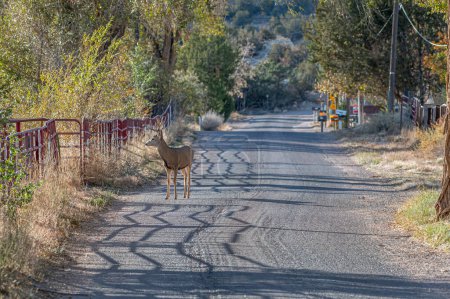 Foto de Una fotografía de un ciervo de mula más joven que busca hace en un camino fuera de Canon City, Colorado. - Imagen libre de derechos