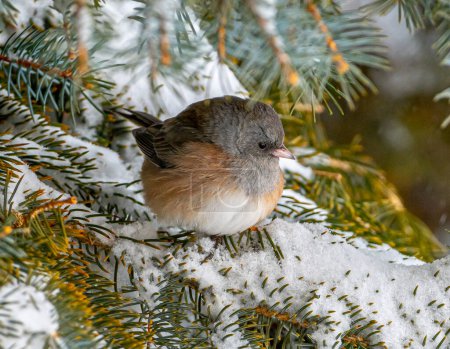Photo for This beautiful Pink-sided race of the Dark-eyed Junco was found perched in a Colorado Blue Spruce Tree in the midst of a Colorado winter storm. - Royalty Free Image