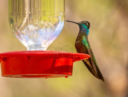 Photo for A beautiful Rivoli's Hummingbird perches on the side of a hummingbird feeder full of nectar in an southern Arizona canyon. - Royalty Free Image