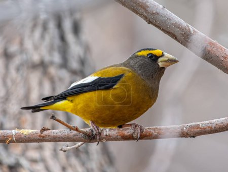 A beautiful male Evening Grosbeak showing off its brilliant yellow plumage while perching in a Colorado garden.