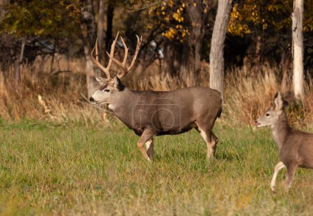Foto de A Mule Deer buck with a large rack forages in an urban field in Canon City, Colorado. - Imagen libre de derechos