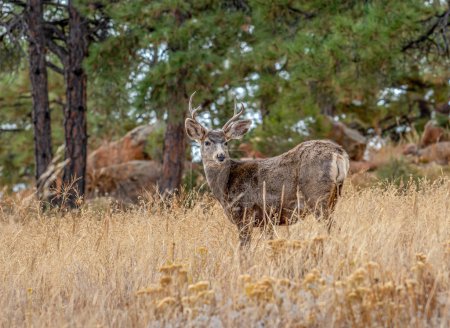Foto de This young Mule Deer buck stands at alert in a grassy field with a background of Ponderosa Pine. - Imagen libre de derechos