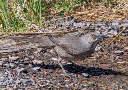 Photo for This beautiful Curve-billed Thrasher was taking advantage of a rare source of water in the southern New Mexico desert scrub. - Royalty Free Image