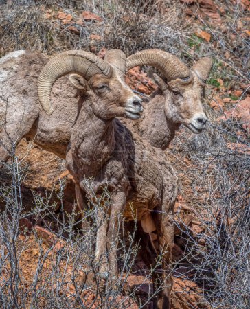Téléchargez les photos : A beautiful pair of bighorn rams found foraging together in the Royal Gorge area of Colorado. - en image libre de droit
