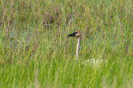 Foto de The once threatened Trumpeter Swan is seen here in the grassy wetlands of Crex Meadows in Wisconsin. - Imagen libre de derechos
