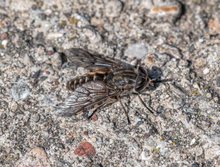 Téléchargez les photos : This large horsefly was photographed along a pristine northwoods stream. - en image libre de droit
