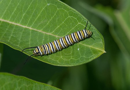 Photo for The beautiful striped caterpillar of the now endangered Monarch butterfly on a Wisconsin milkweed plant. - Royalty Free Image