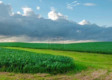 Photo for Vast fields of corn stretch to the horizon in the farm country of Iowa. - Royalty Free Image